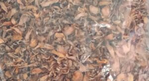 Dried Turmeric Tatum Nusantara- Herbs and Spices